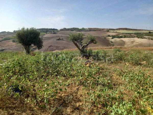 terreno agricolo in vendita a Naro