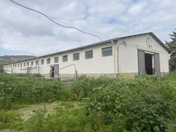 terreno agricolo in vendita a Naro