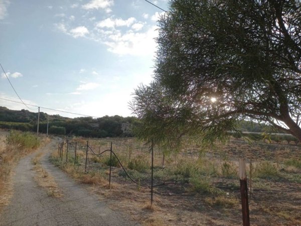 terreno agricolo in vendita a Naro