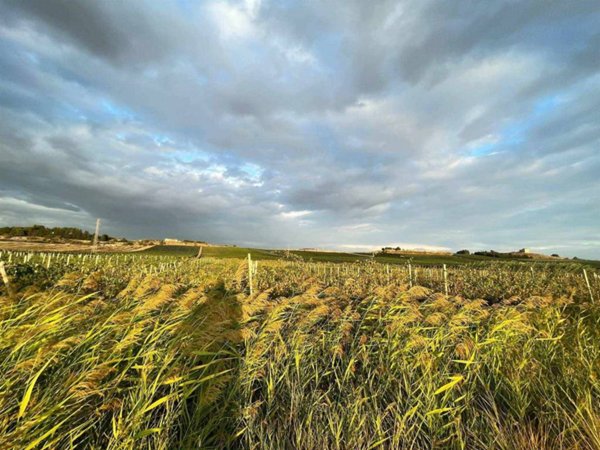 azienda agricola in vendita a Naro