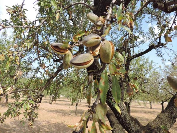 terreno agricolo in vendita a Naro