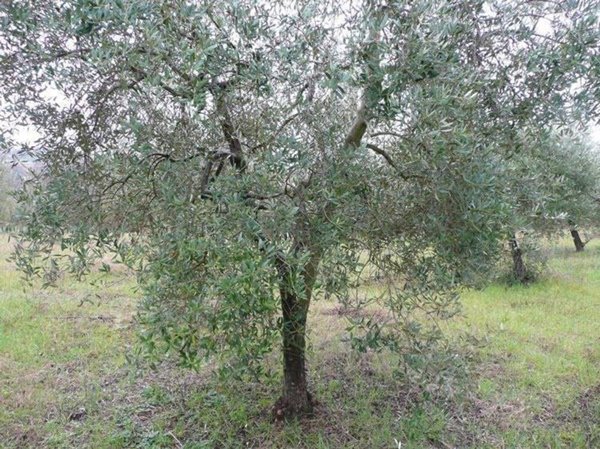terreno agricolo in vendita a Naro