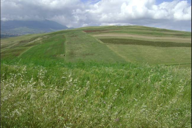 azienda agricola in vendita a Naro