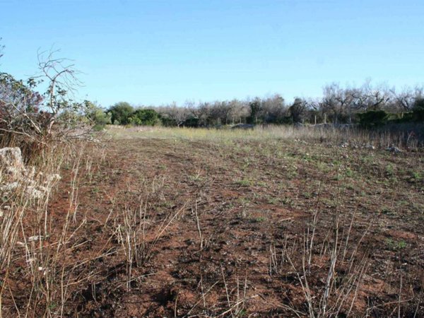azienda agricola in vendita a Naro