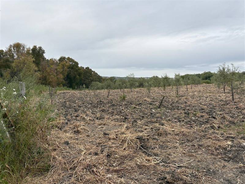 terreno agricolo in vendita a Naro