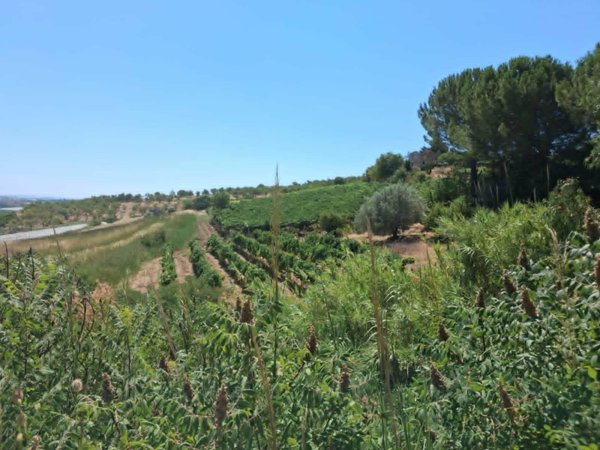 terreno agricolo in vendita a Naro