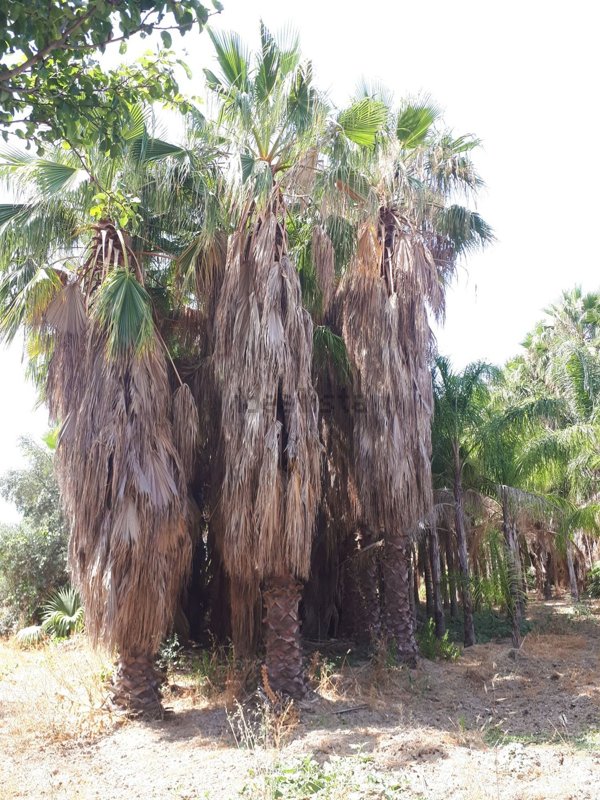 terreno edificabile in vendita a Realmonte