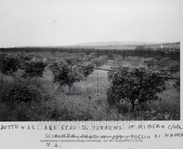 terreno agricolo in vendita a Ribera