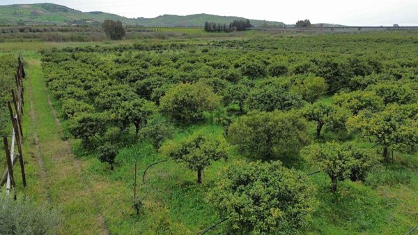 terreno agricolo in vendita a Ribera