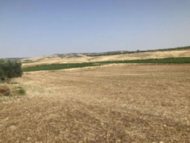 terreno agricolo in vendita a Sambuca di Sicilia