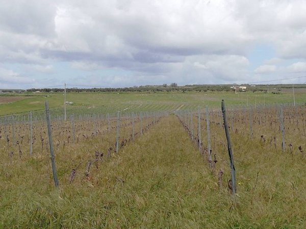 terreno agricolo in vendita a Sambuca di Sicilia