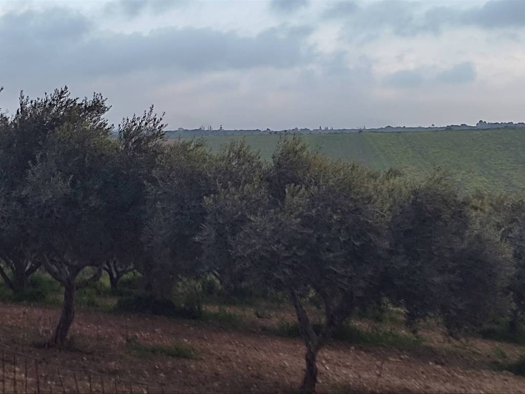 terreno agricolo in vendita a Sciacca