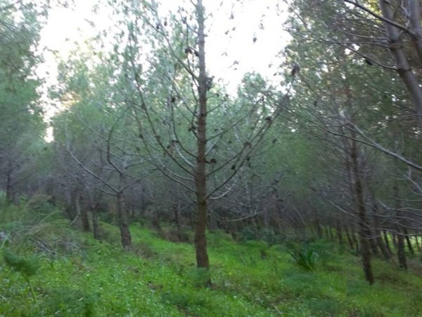 terreno agricolo in vendita a Sciacca