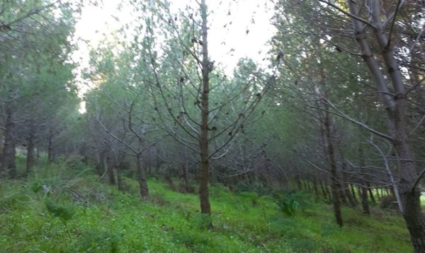 terreno agricolo in vendita a Sciacca