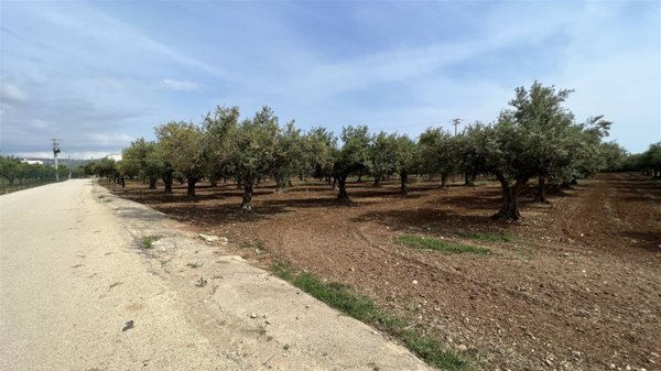 terreno agricolo in vendita a Sciacca