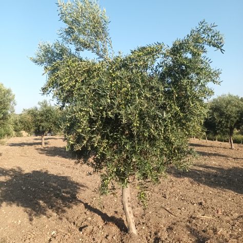terreno agricolo in vendita a Sciacca