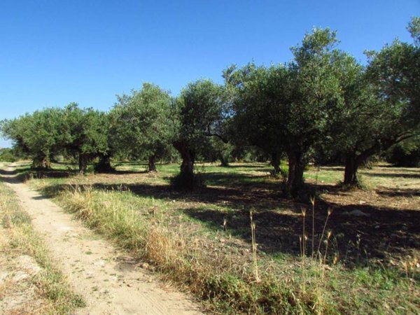 terreno agricolo in vendita a Sciacca