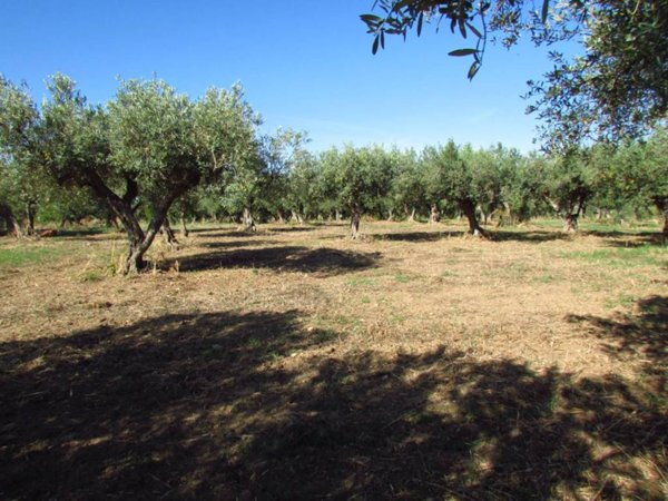 terreno agricolo in vendita a Sciacca