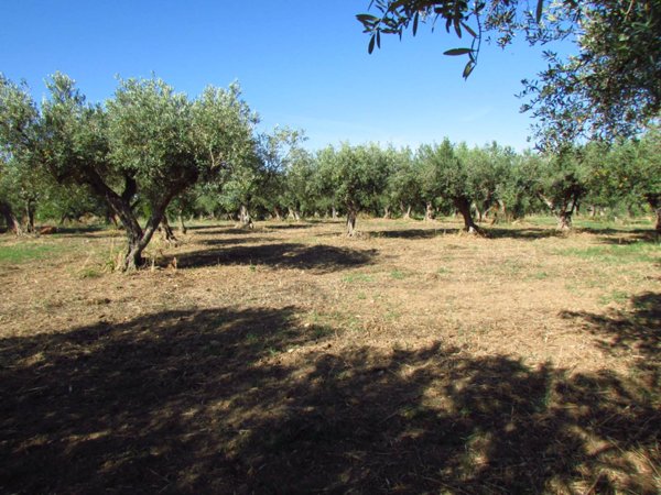terreno agricolo in vendita a Sciacca