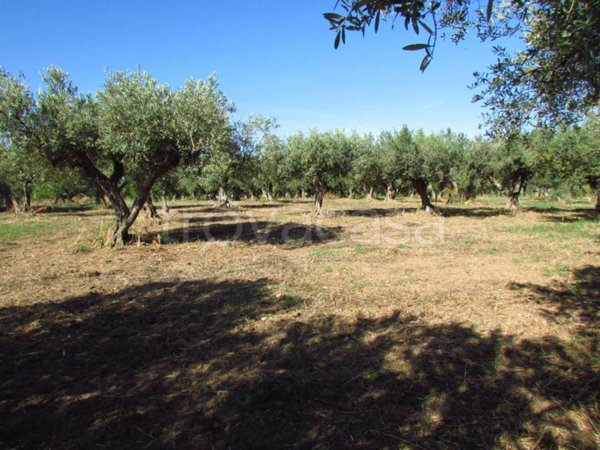 terreno agricolo in vendita a Sciacca