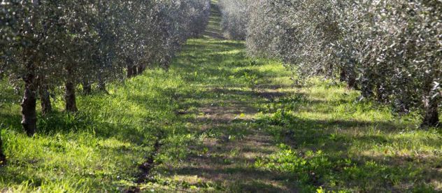 terreno agricolo in vendita a Sciacca in zona San Giorgio/Torre Verdura