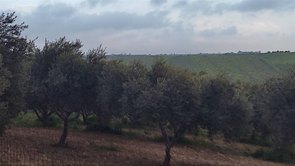 terreno agricolo in vendita a Sciacca