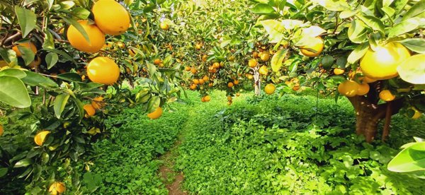 casa indipendente in vendita a Sciacca