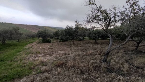 terreno agricolo in vendita a Sciacca