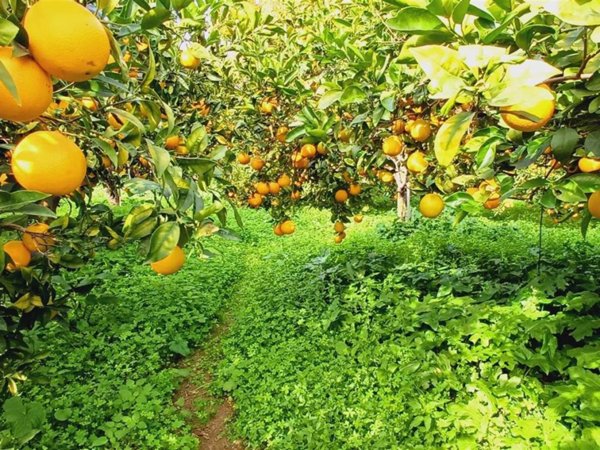 terreno in vendita a Sciacca
