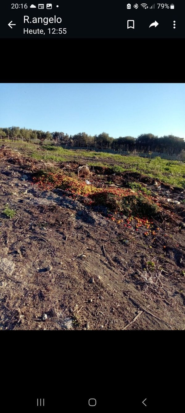 terreno agricolo in vendita a Butera in zona Falconara