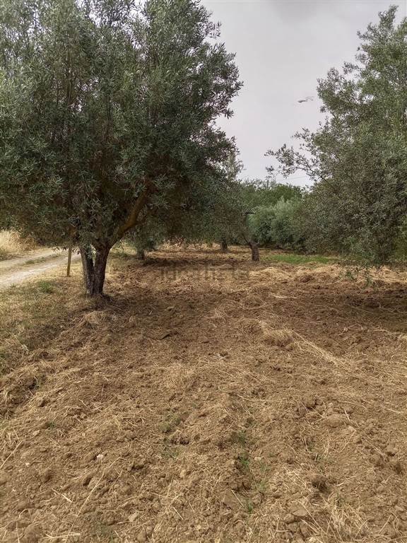 terreno agricolo in vendita a Caltanissetta in zona Cozzo di Naro