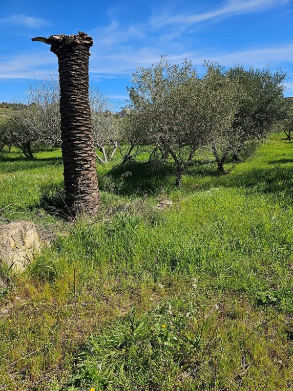 terreno agricolo in vendita a Caltanissetta in zona Favarella