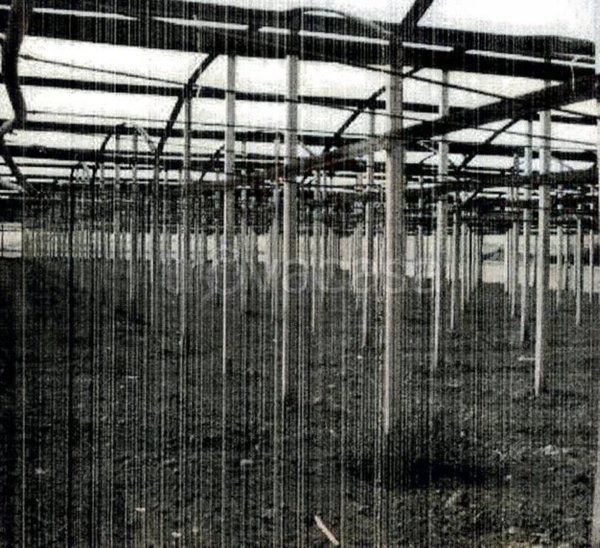 terreno agricolo in vendita a Gela