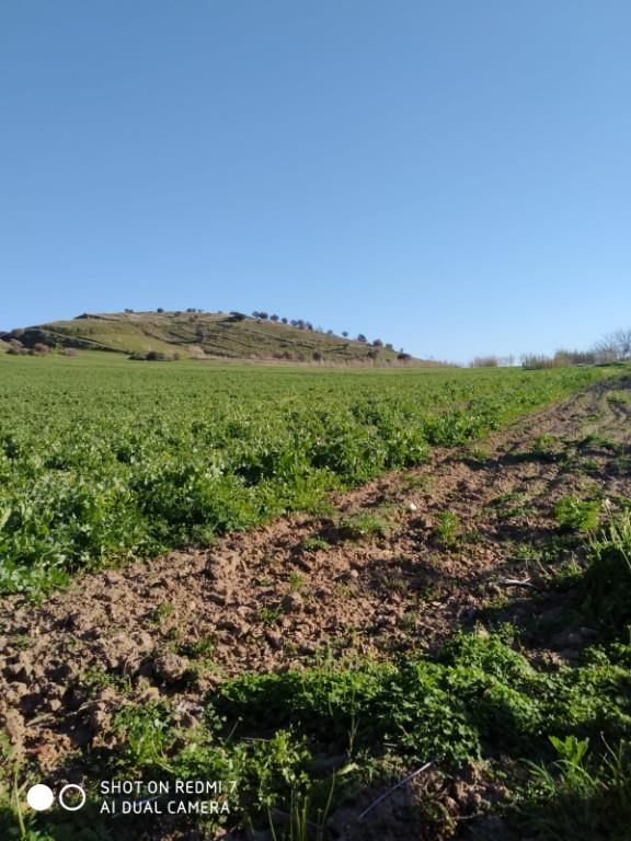 terreno agricolo in vendita a Gela
