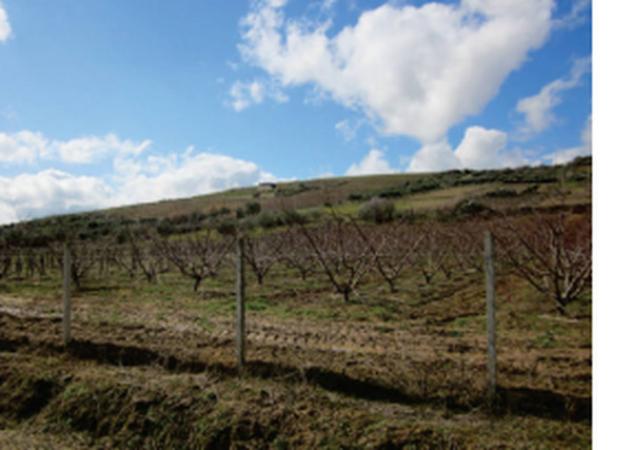 terreno agricolo in vendita a Mazzarino