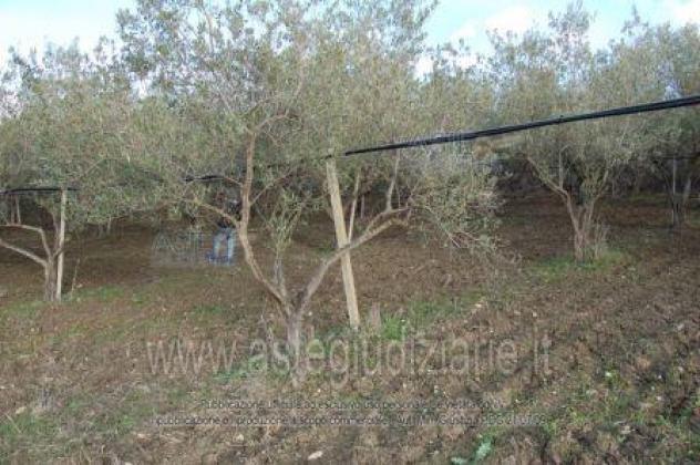 terreno agricolo in vendita a Riesi