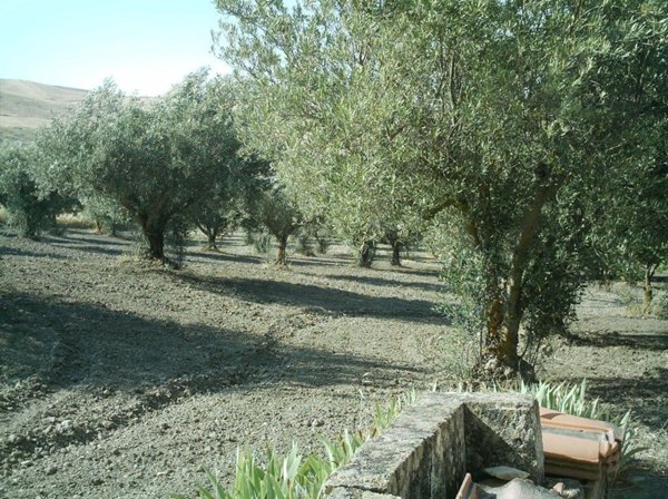 terreno agricolo in vendita a Santa Caterina Villarmosa