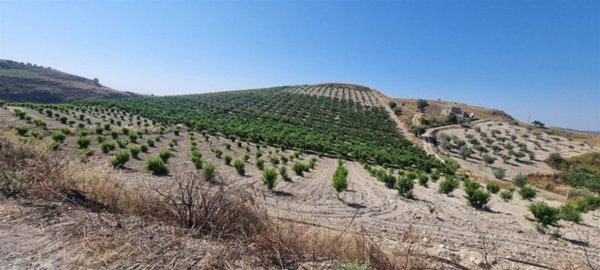 terreno agricolo in vendita a Serradifalco in zona Grotta d'Acqua