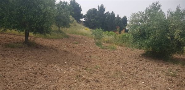 terreno agricolo in vendita a Serradifalco