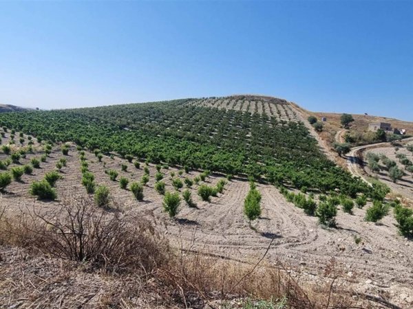 terreno agricolo in vendita a Serradifalco in zona Grotta d'Acqua