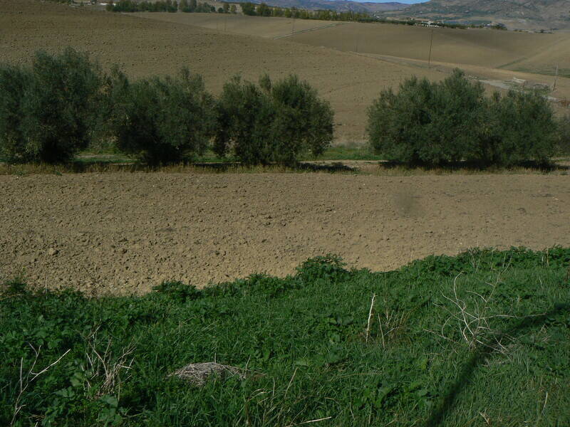 terreno agricolo in vendita ad Assoro