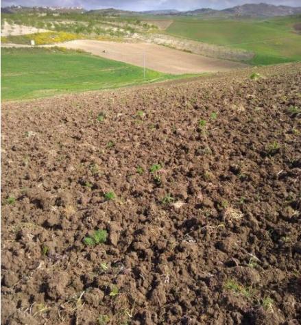 terreno agricolo in vendita a Barrafranca