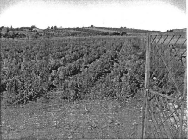 terreno agricolo in vendita a Barrafranca