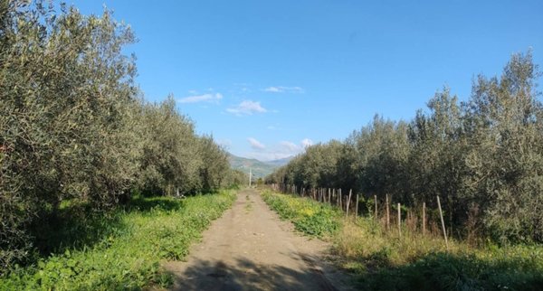 terreno agricolo in vendita a Centuripe