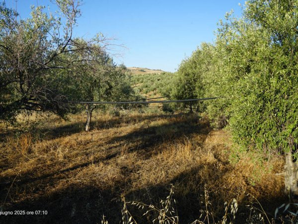 terreno agricolo in vendita a Centuripe