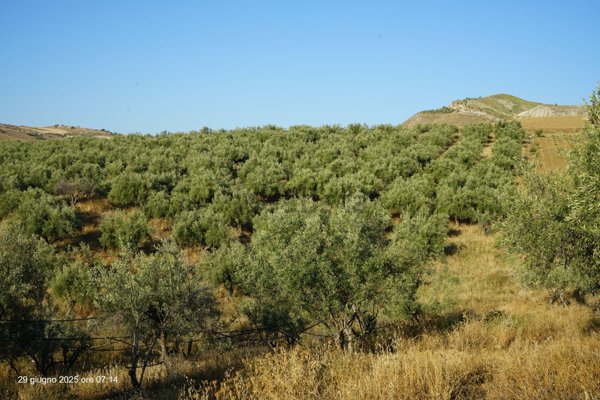 terreno agricolo in vendita a Centuripe