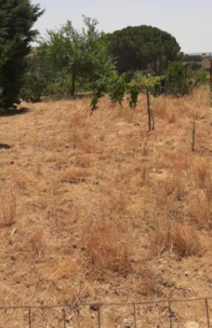 terreno agricolo in vendita a Piazza Armerina