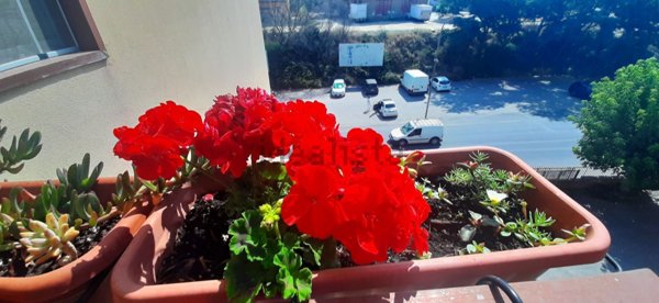 appartamento in vendita a Piazza Armerina