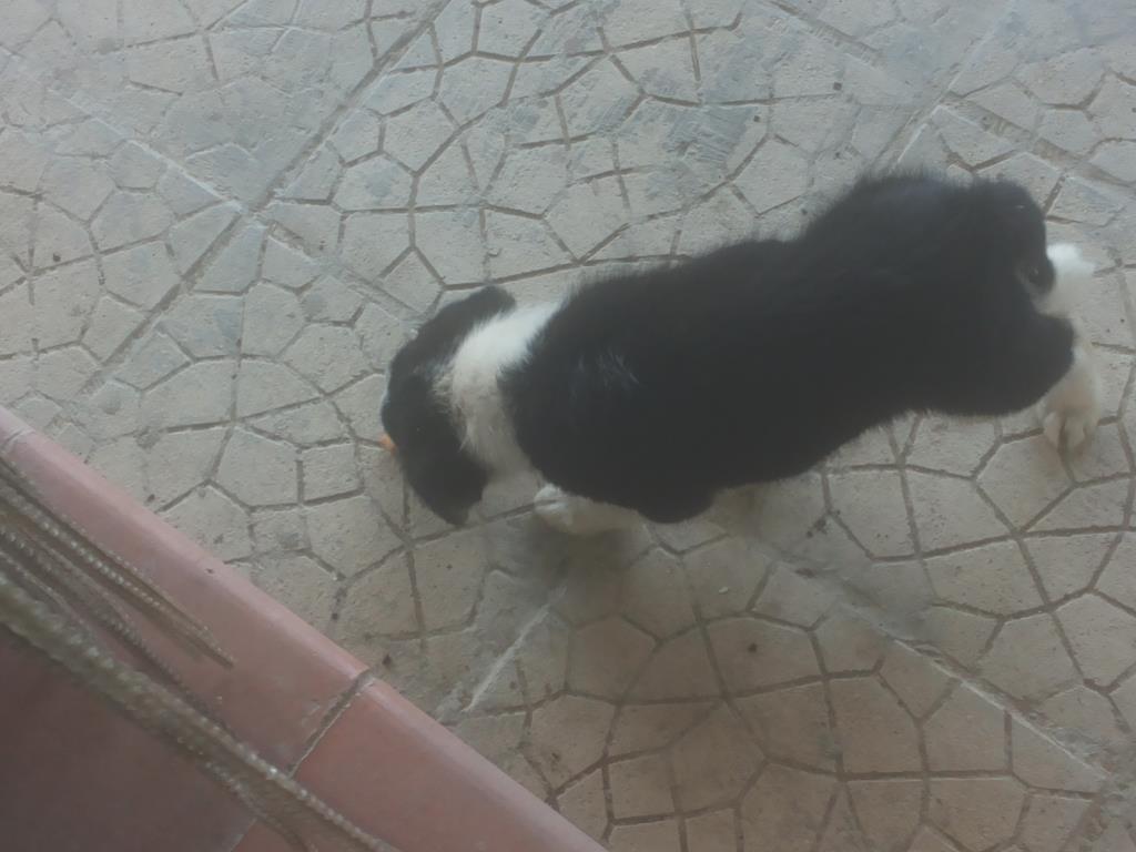 casa indipendente in vendita a Piazza Armerina