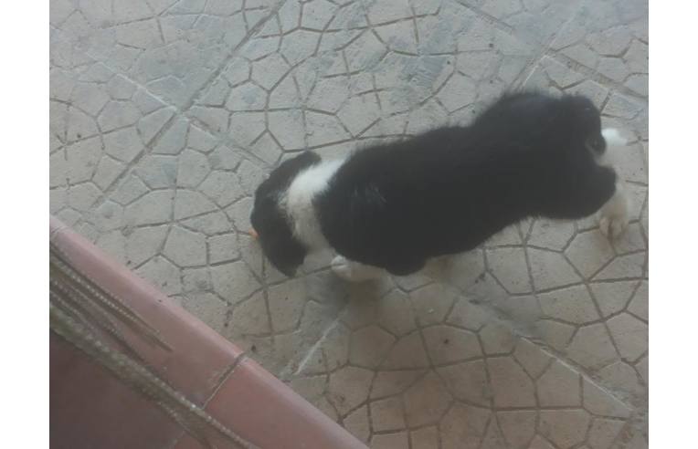 casa indipendente in vendita a Piazza Armerina